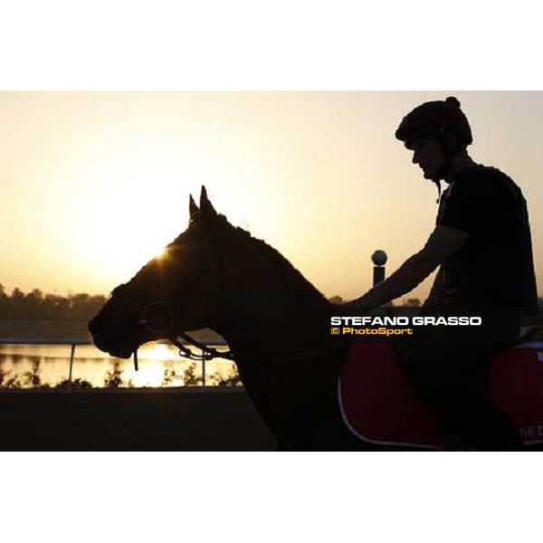 Strike the Deal walking after morning track works at Nad El Sheba training track Nad El Sheba, 26th march 2008 ph. Stefano Grasso