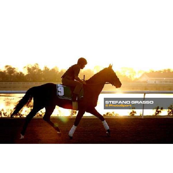 Mourilyan walking after morning track works at Nad El Sheba training track Nad El Sheba, 26th march 2008 ph. Stefano Grasso