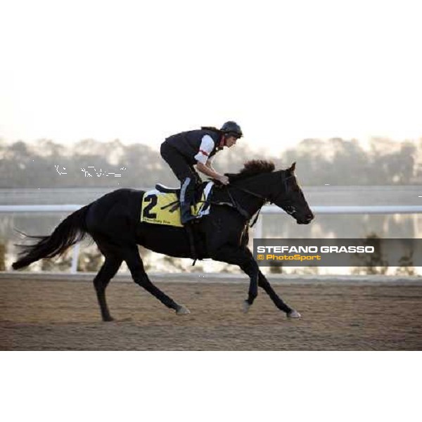 Linngari during morning track works at Nad El Sheba training track Nad El Sheba, 26th march 2008 ph. Stefano Grasso