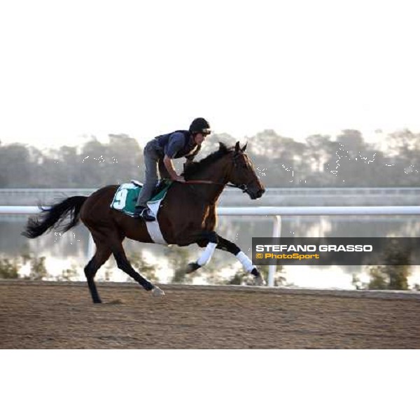 Mourilyan during morning track works at Nad El Sheba training track Nad El Sheba, 26th march 2008 ph. Stefano Grasso