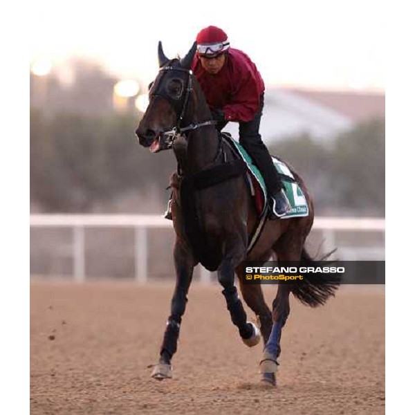 Viva Pataca during morning track works at Nad El Sheba racetrack Dubai, Nad El Sheba 27th march 2008 ph. Stefano Grasso