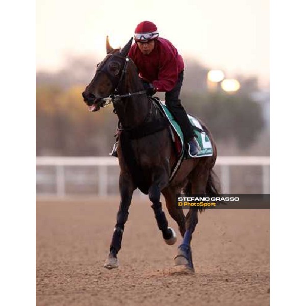 Viva Pataca during morning track works at Nad El Sheba racetrack Dubai, Nad El Sheba 27th march 2008 ph. Stefano Grasso