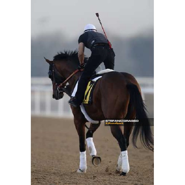 Lord Admiral during morning track works at Nad El Sheba racetrack Dubai, Nad El Sheba 27th march 2008 ph. Stefano Grasso