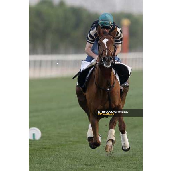 Finsceal Beo during morning track works at Nad El Sheba racetrack Dubai, Nad El Sheba 27th march 2008 ph. Stefano Grasso