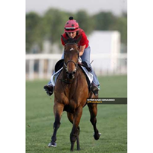 Gower Song during morning track works at Nad El Sheba racetrack Dubai, Nad El Sheba 27th march 2008 ph. Stefano Grasso