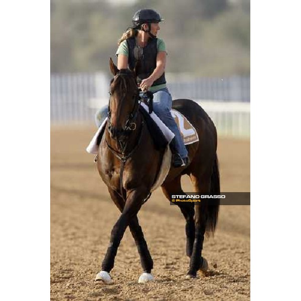 Benny the Bull enters the track before morning track works at Nad El Sheba racetrack Dubai, Nad El Sheba 27th march 2008 ph. Stefano Grasso