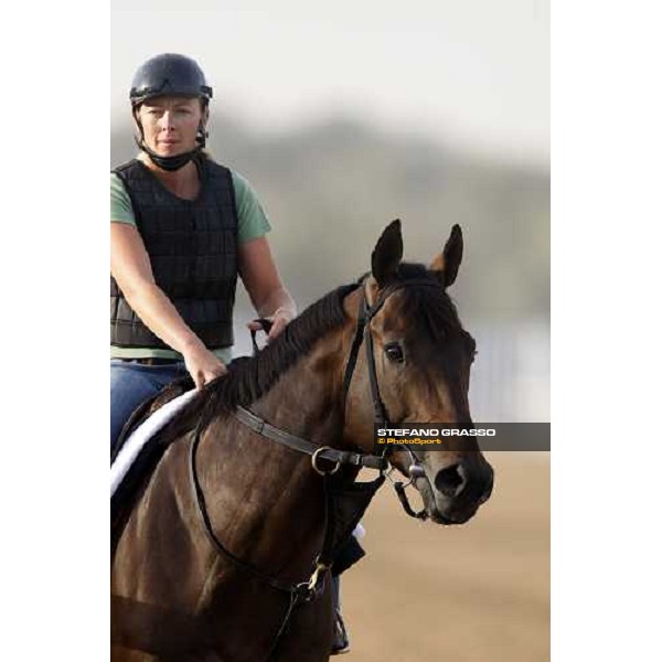 Benny the Bull enters the track before morning track works at Nad El Sheba racetrack Dubai, Nad El Sheba 27th march 2008 ph. Stefano Grasso