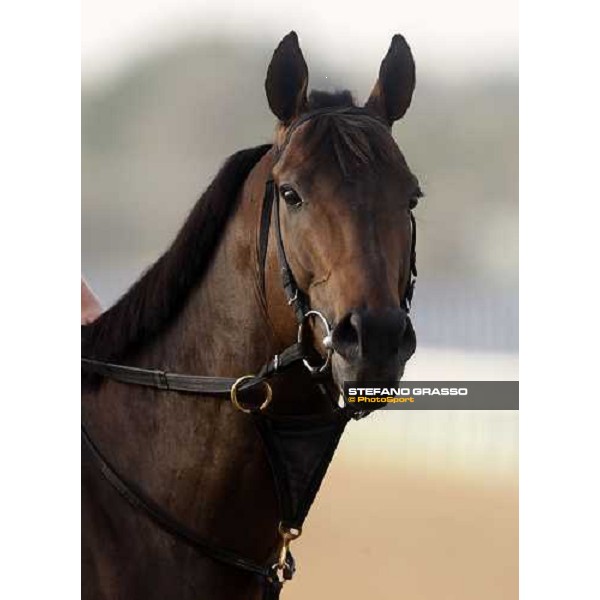 Benny the Bull enters the track before morning track works at Nad El Sheba racetrack Dubai, Nad El Sheba 27th march 2008 ph. Stefano Grasso