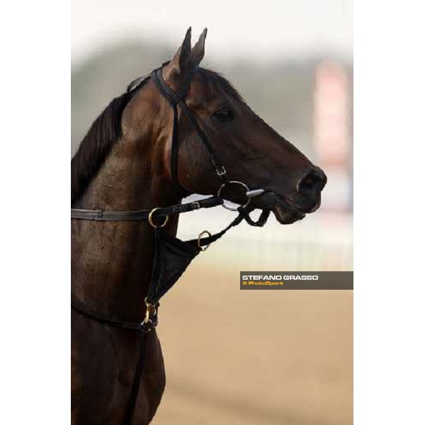 Benny the Bull enters the track before morning track works at Nad El Sheba racetrack Dubai, Nad El Sheba 27th march 2008 ph. Stefano Grasso