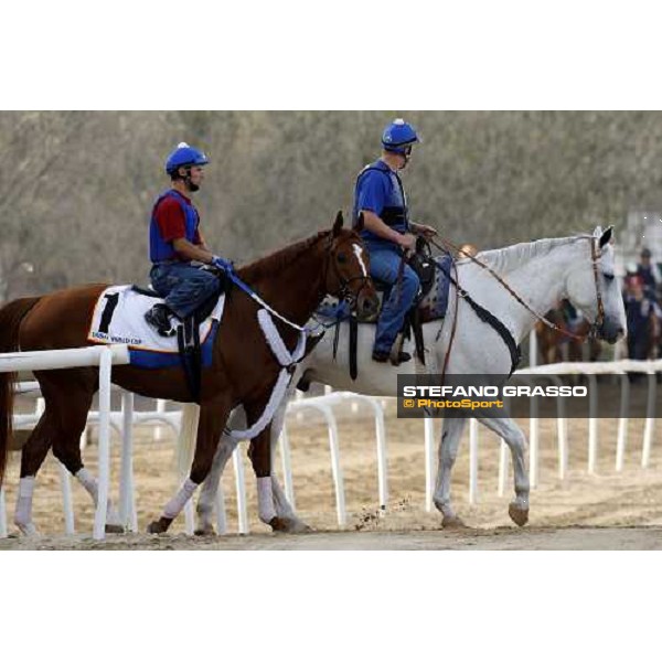 Curlin enters the track before morning track works at Nad El Sheba racetrack Dubai, Nad El Sheba 27th march 2008 ph. Stefano Grasso
