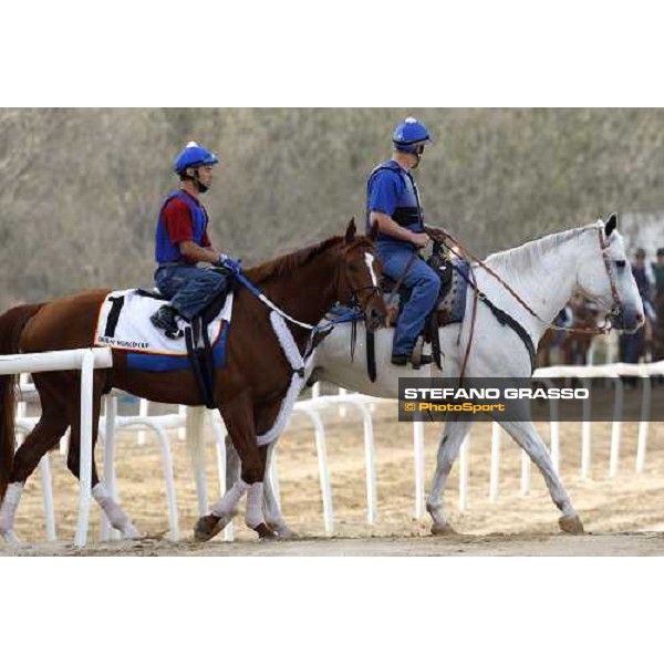 Curlin enters the track before morning track works at Nad El Sheba racetrack Dubai, Nad El Sheba 27th march 2008 ph. Stefano Grasso