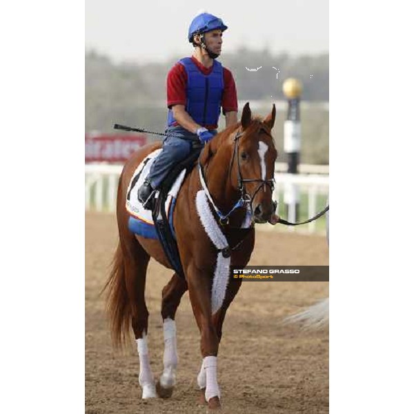 Curlin enters the track before morning track works at Nad El Sheba racetrack Dubai, Nad El Sheba 27th march 2008 ph. Stefano Grasso