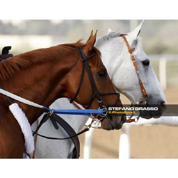 Curlin enters the track with the working pony before morning track works at Nad El Sheba racetrack Dubai, Nad El Sheba 27th march 2008 ph. Stefano Grasso
