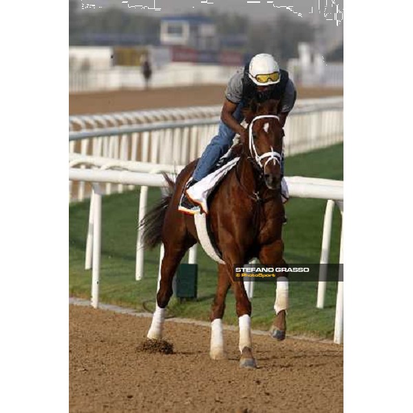 A P Arrow during morning track works at Nad El Sheba racetrack Dubai, Nad El Sheba 27th march 2008 ph. Stefano Grasso