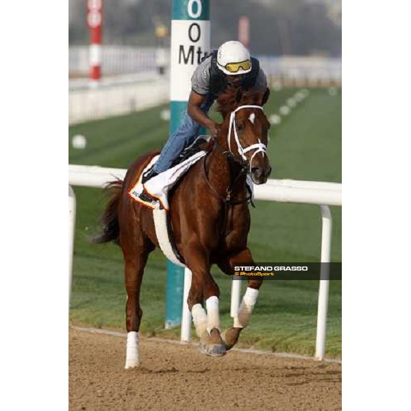A P Arrow during morning track works at Nad El Sheba racetrack Dubai, Nad El Sheba 27th march 2008 ph. Stefano Grasso