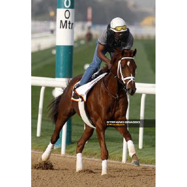 A P Arrow during morning track works at Nad El Sheba racetrack Dubai, Nad El Sheba 27th march 2008 ph. Stefano Grasso