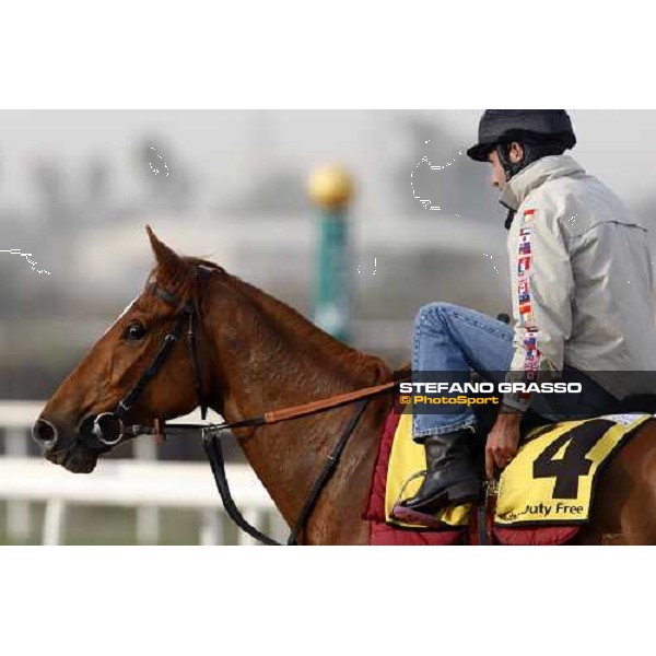 Darryll Holland comes back to the stable on Majestic Roi after morning track works at Nad El Sheba racetrack Dubai, Nad El Sheba 27th march 2008 ph. Stefano Grasso