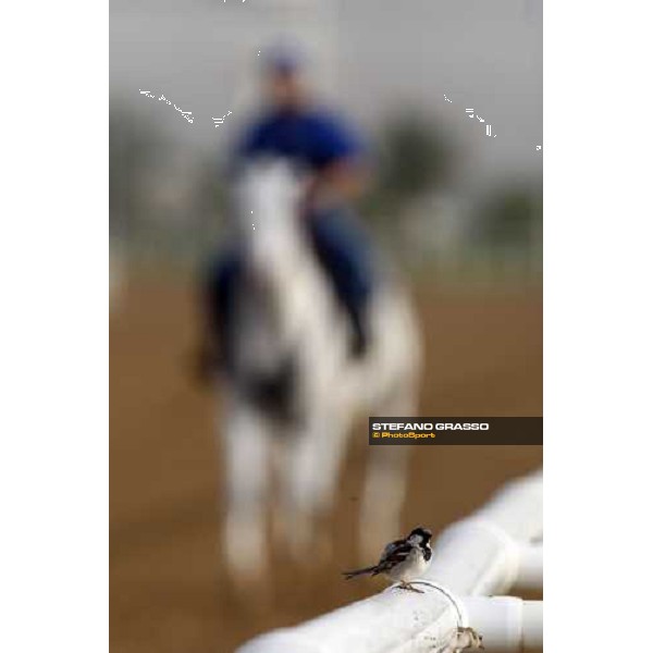 morning track works at Nad El Sheba racetrack Dubai, Nad El Sheba 27th march 2008 ph. Stefano Grasso