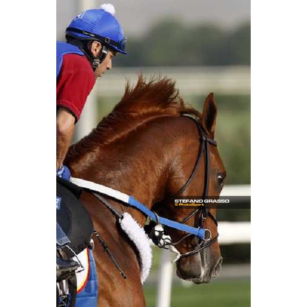 a close up for Curlin and his rider coming back to the stable after morning track works at Nad El Sheba racetrack Dubai, Nad El Sheba 27th march 2008 ph. Stefano Grasso