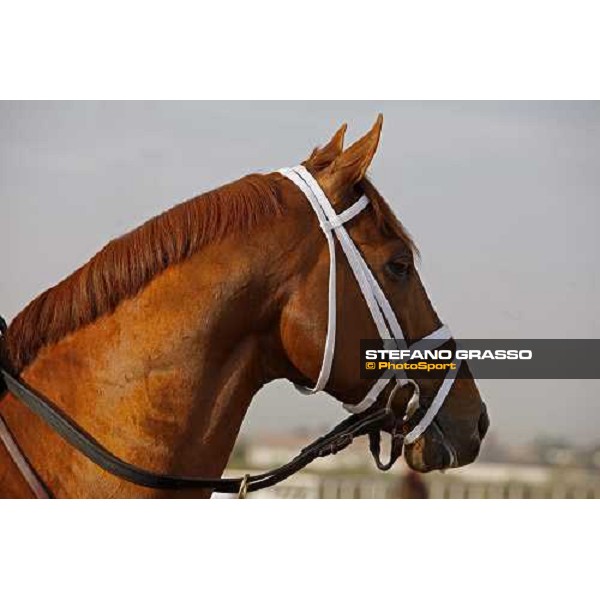 a close up for A P Arrow before morning track works at Nad El Sheba racetrack Dubai, Nad El Sheba 27th march 2008 ph. Stefano Grasso