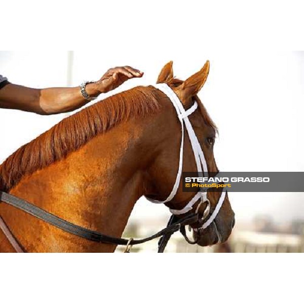 a close up for A P Arrow before morning track works at Nad El Sheba racetrack Dubai, Nad El Sheba 27th march 2008 ph. Stefano Grasso