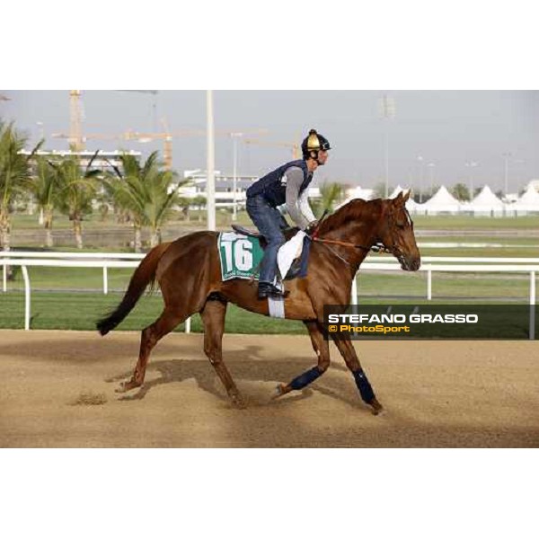 Docto Dino during morning track works at Nad El Sheba racetrack Dubai, Nad El Sheba 27th march 2008 ph. Stefano Grasso