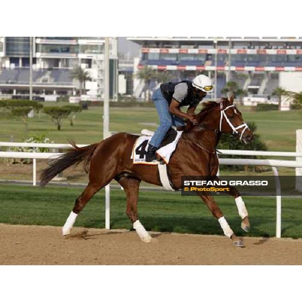 A P Arrow during morning track works at Nad El Sheba racetrack Dubai, Nad El Sheba 27th march 2008 ph. Stefano Grasso
