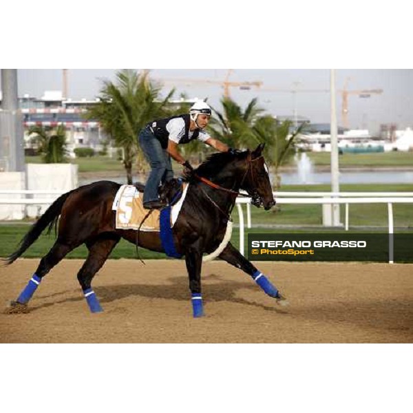 Bushwacker after morning track works at Nad El Sheba racetrack Dubai, Nad El Sheba 27th march 2008 ph. Stefano Grasso