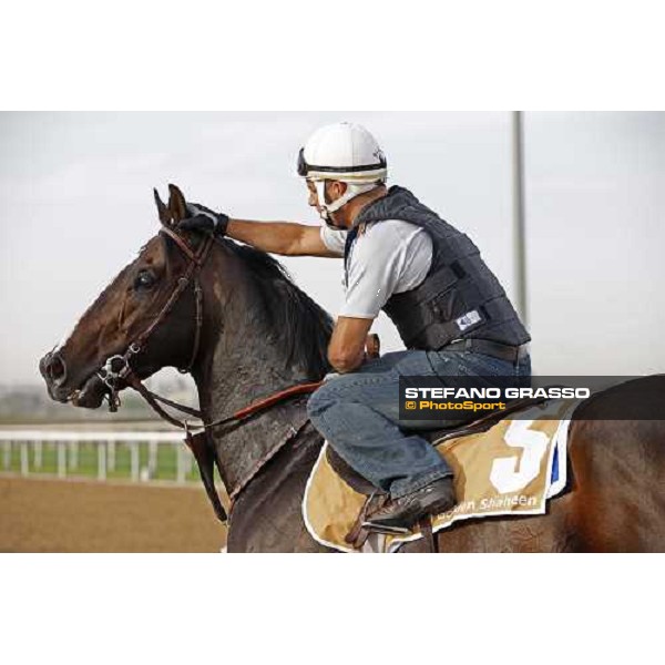 Bushwacker after morning track works at Nad El Sheba racetrack Dubai, Nad El Sheba 27th march 2008 ph. Stefano Grasso