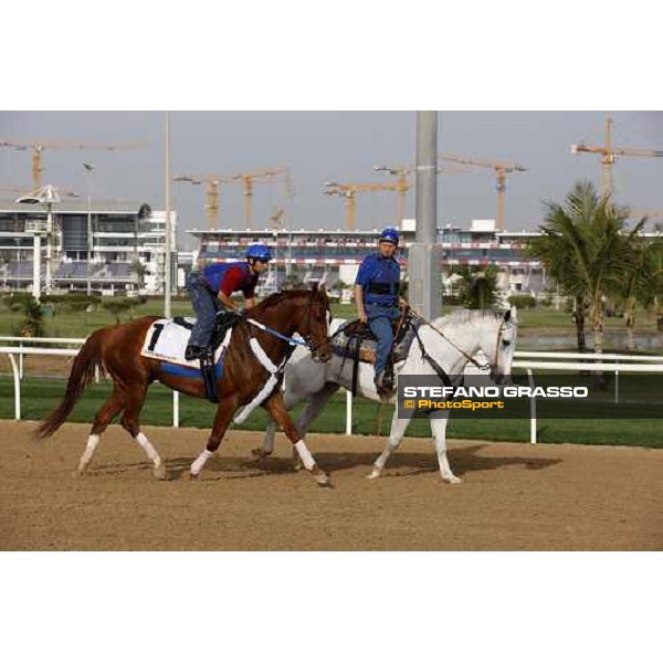 Curlin comes back to the barn after morning track works at Nad El Sheba racetrack Dubai, Nad El Sheba 27th march 2008 ph. Stefano Grasso