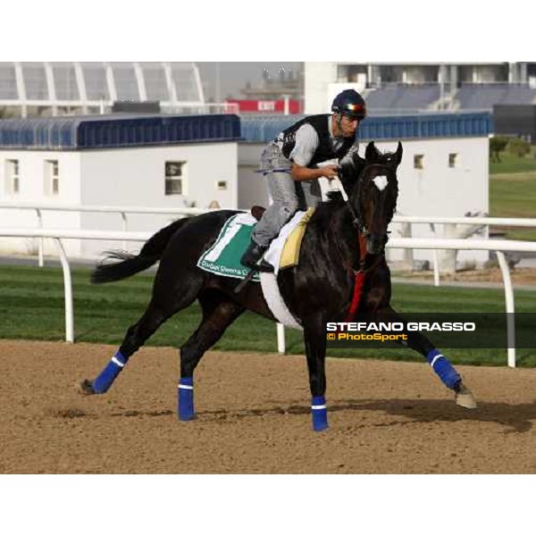 Latecy during morning track works at Nad El Sheba racetrack Dubai, Nad El Sheba 27th march 2008 ph. Stefano Grasso