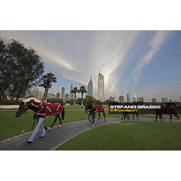 a group of horses walking at Zaabel racing stable after the morning works Dubai, 28th march 2008 ph. Stefano Grasso
