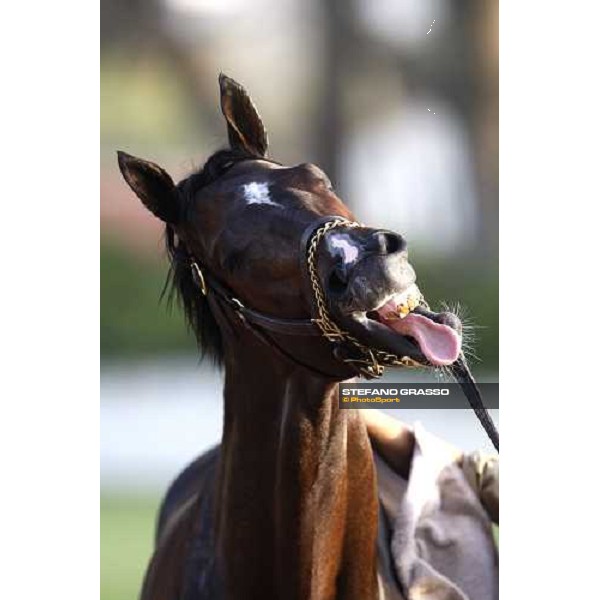 a very good morning at Zaabel racing stable Dubai, 28th march 2008 ph. Stefano Grasso
