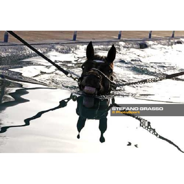 a horse swimming at Zaabel racing stable Dubai, 28th march 2008 ph. Stefano Grasso