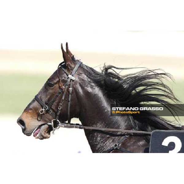 close up for Irresistibile Torino, Vinovo racetrack, 5th april 2008 ph. Stefano Grasso