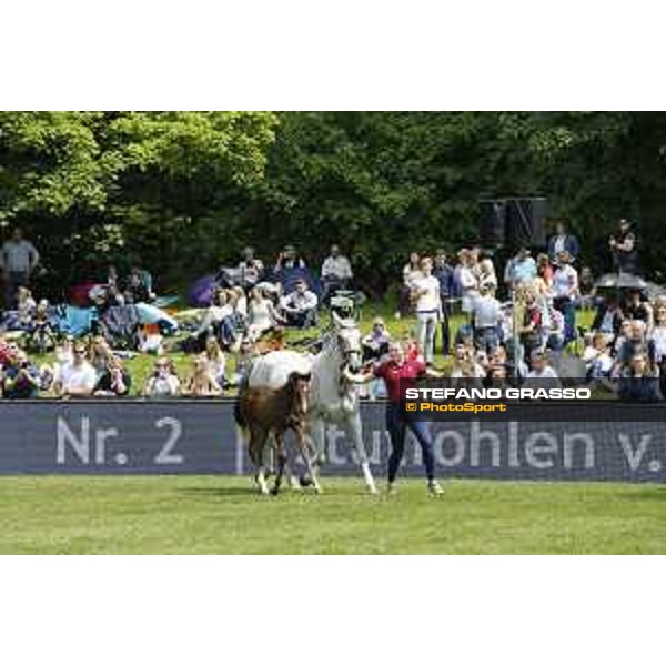 LGCT of Hamburg - Foal presentation - Hamburg, Derby Park, 10 May 2018 - ph.Stefano Grasso/LGCT