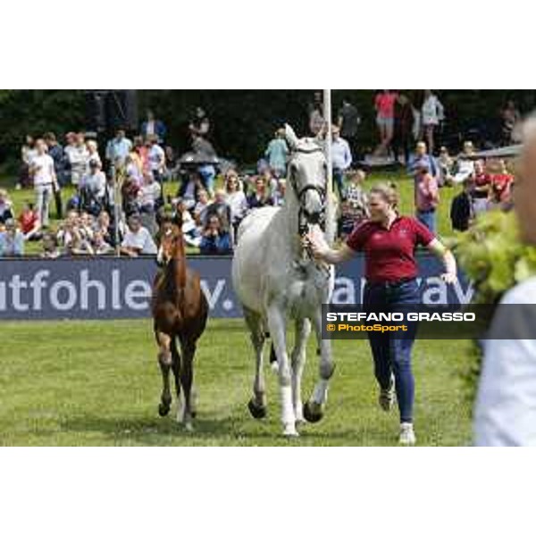 LGCT of Hamburg - Foal presentation - Hamburg, Derby Park, 10 May 2018 - ph.Stefano Grasso/LGCT