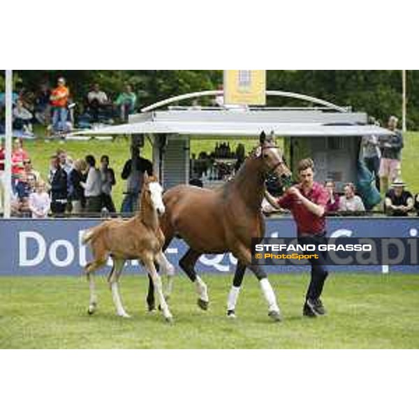 LGCT of Hamburg - Foal presentation - Hamburg, Derby Park, 10 May 2018 - ph.Stefano Grasso/LGCT