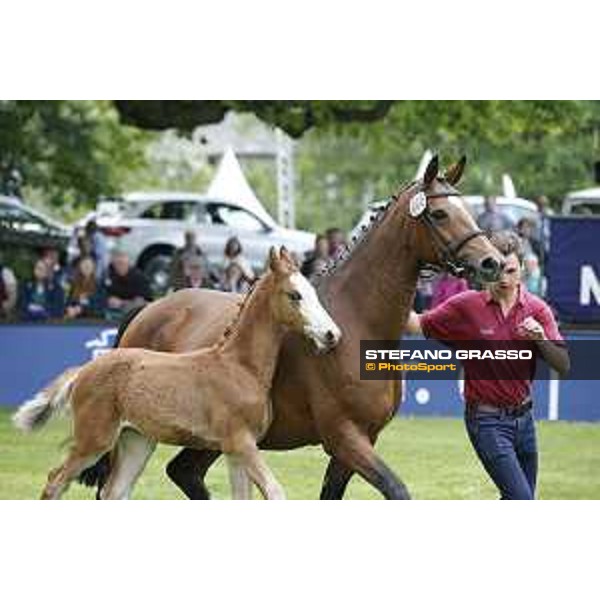 LGCT of Hamburg - Foal presentation - Hamburg, Derby Park, 10 May 2018 - ph.Stefano Grasso/LGCT