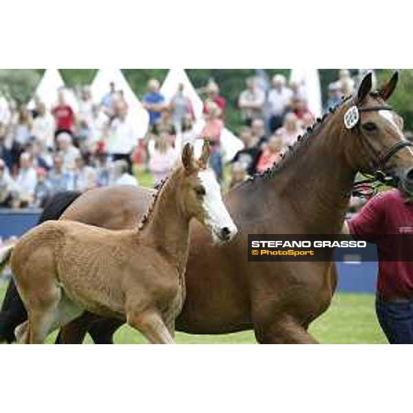 LGCT of Hamburg - Foal presentation - Hamburg, Derby Park, 10 May 2018 - ph.Stefano Grasso/LGCT