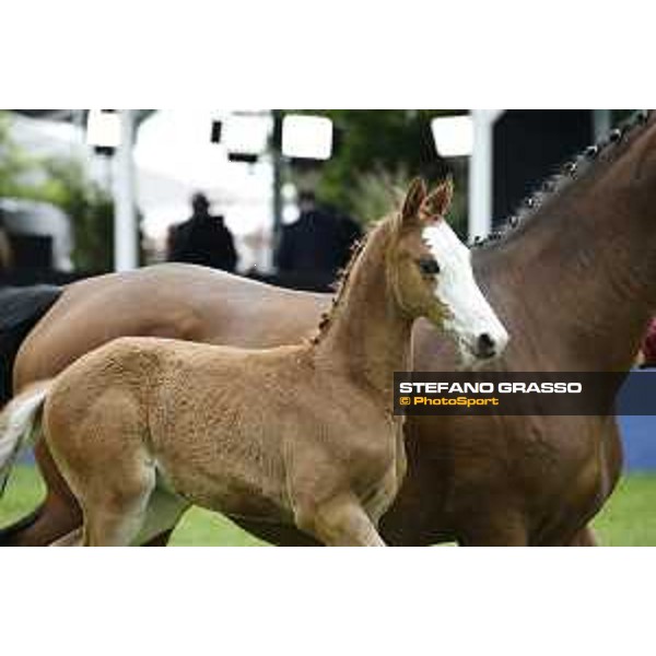 LGCT of Hamburg - Foal presentation - Hamburg, Derby Park, 10 May 2018 - ph.Stefano Grasso/LGCT