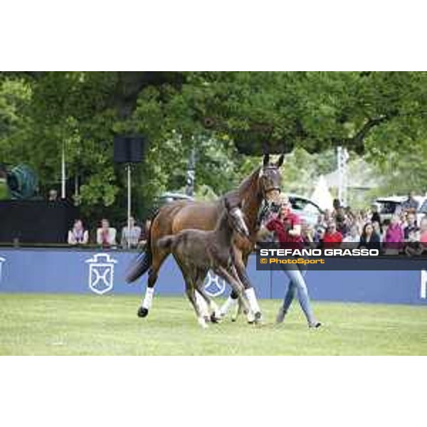 LGCT of Hamburg - Foal presentation - Hamburg, Derby Park, 10 May 2018 - ph.Stefano Grasso/LGCT