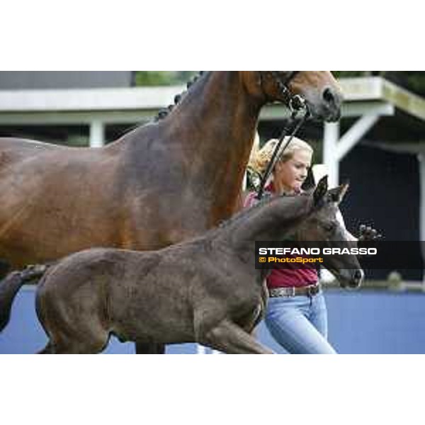 LGCT of Hamburg - Foal presentation - Hamburg, Derby Park, 10 May 2018 - ph.Stefano Grasso/LGCT