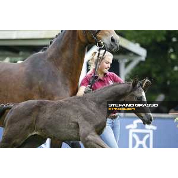 LGCT of Hamburg - Foal presentation - Hamburg, Derby Park, 10 May 2018 - ph.Stefano Grasso/LGCT