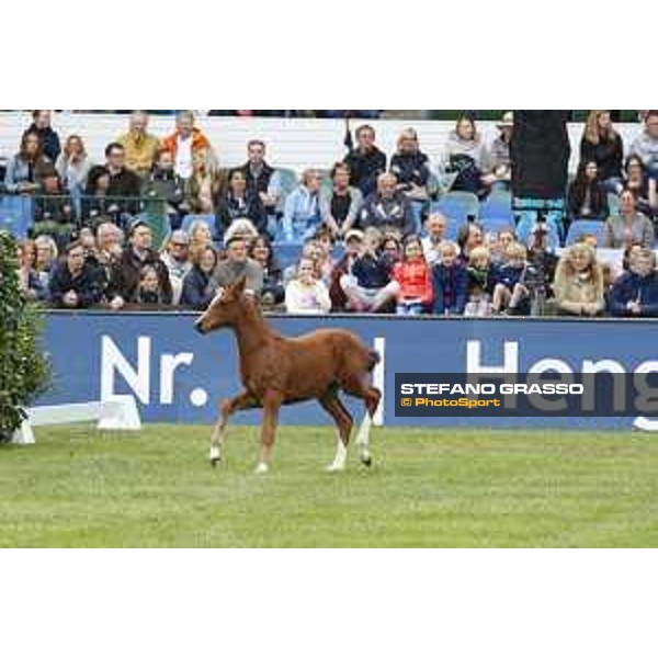 LGCT of Hamburg - Foal presentation - Hamburg, Derby Park, 10 May 2018 - ph.Stefano Grasso/LGCT