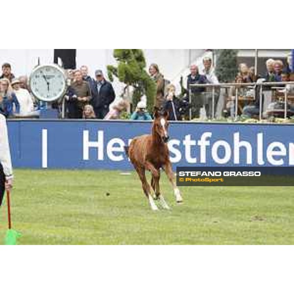 LGCT of Hamburg - Foal presentation - Hamburg, Derby Park, 10 May 2018 - ph.Stefano Grasso/LGCT