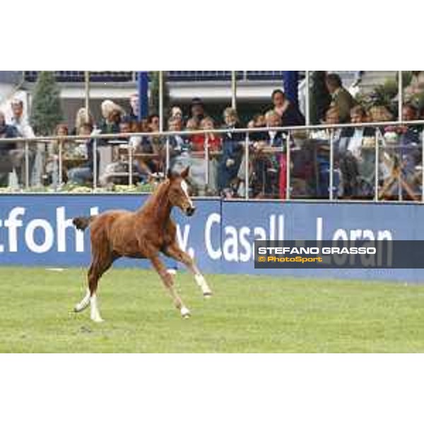 LGCT of Hamburg - Foal presentation - Hamburg, Derby Park, 10 May 2018 - ph.Stefano Grasso/LGCT