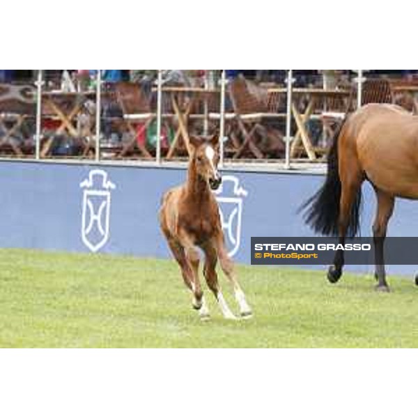 LGCT of Hamburg - Foal presentation - Hamburg, Derby Park, 10 May 2018 - ph.Stefano Grasso/LGCT