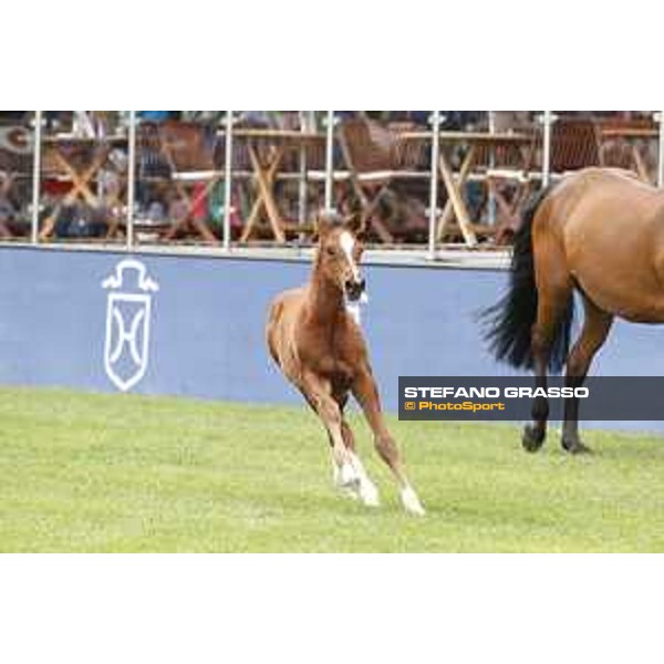 LGCT of Hamburg - Foal presentation - Hamburg, Derby Park, 10 May 2018 - ph.Stefano Grasso/LGCT