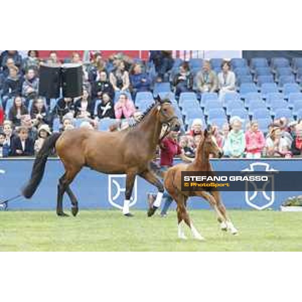 LGCT of Hamburg - Foal presentation - Hamburg, Derby Park, 10 May 2018 - ph.Stefano Grasso/LGCT